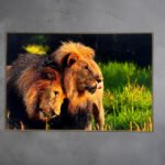 Lions Artwork