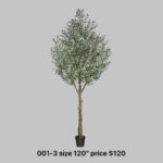 Tall Rustic Olive Tree