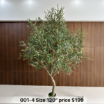 Majestic Olive Tree