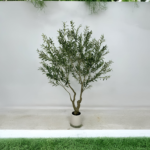 Slim Olive Accent Tree