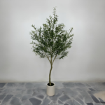 Elegant Mediterranean Olive