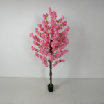 Pink Sakura Plant