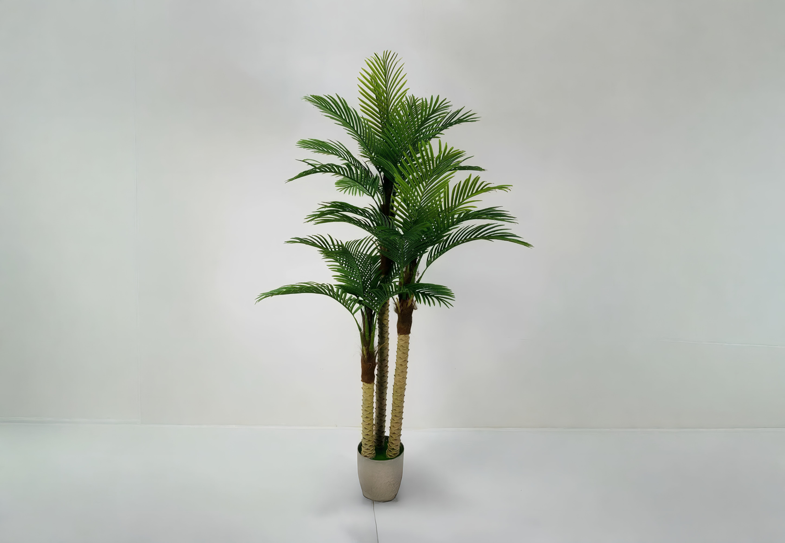 envato-labs-image-edit_7.png Tropical Palm - Image 1