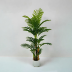 Banana Leaf Plant
